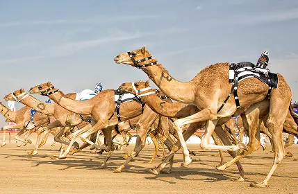 dubai royal camel race standard